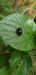 Onthophagus chepara
