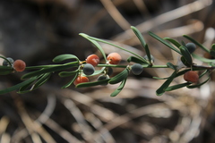 Asparagus calcicola image