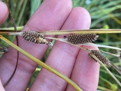 Carex dipsacea