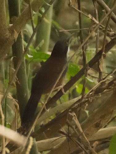 Wayanad Laughingthrush (Pterorhinus delesserti), photo 6