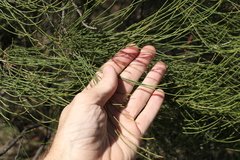 Casuarina cristata