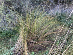 Carex dipsacea