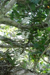 Cyrtorchis arcuata arcuata
