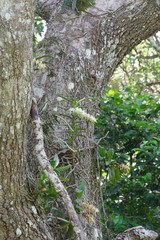 Cyrtorchis arcuata arcuata