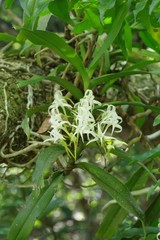 Cyrtorchis arcuata arcuata