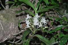 Cyrtorchis arcuata arcuata