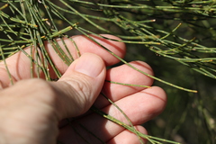 Casuarina cristata
