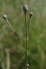 Senecio dregeanus