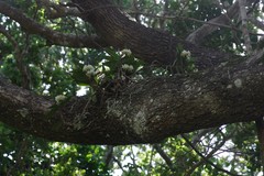 Cyrtorchis arcuata arcuata