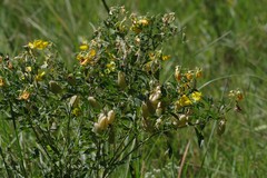 Crotalaria natalensis