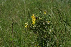 Crotalaria natalensis