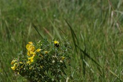 Crotalaria natalensis