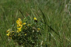Crotalaria natalensis