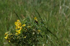 Crotalaria natalensis