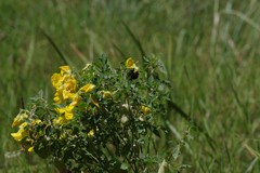 Crotalaria natalensis