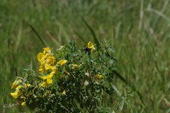 Crotalaria natalensis