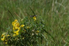 Crotalaria natalensis