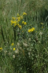 Crotalaria natalensis