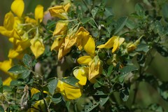 Crotalaria natalensis