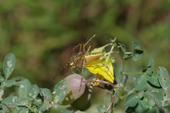 Crotalaria natalensis