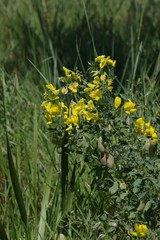 Crotalaria natalensis