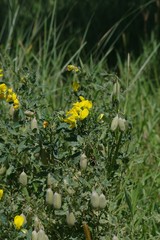 Crotalaria natalensis