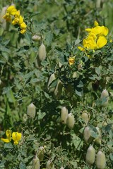 Crotalaria natalensis