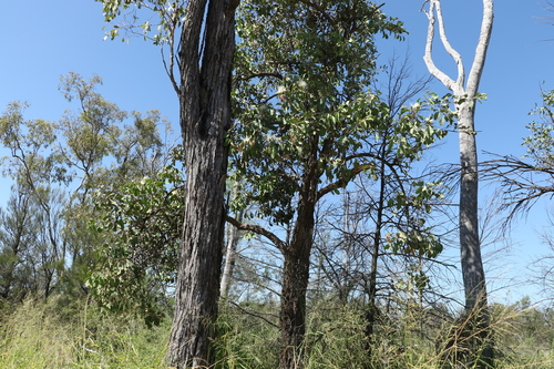 Image of Capparis canescens by (c) Greg Tasney, some rights reserved (CC BY-SA)