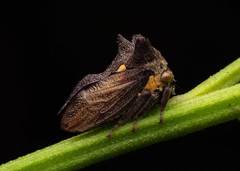 Acanthuchus trispinifer