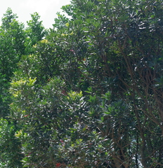 Protorhus longifolia