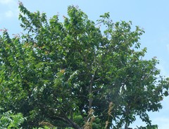 Bridelia micrantha