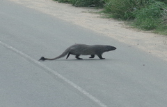 Herpestes