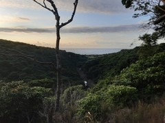 Tabernaemontana ventricosa