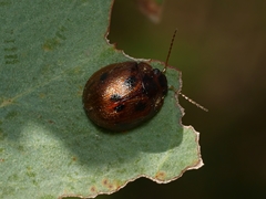 Trachymela catenata