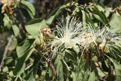 Capparis canescens