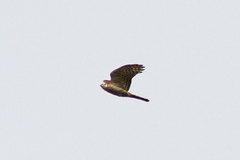 Accipiter nisus