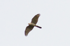 Accipiter nisus