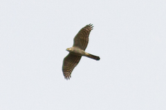 Accipiter nisus