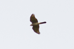 Accipiter nisus