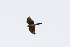 Accipiter nisus