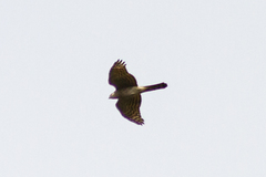 Accipiter nisus
