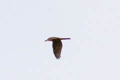 Accipiter nisus