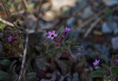 Collomia diversifolia