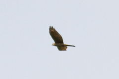 Accipiter nisus