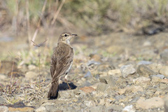 Anthus vaalensis