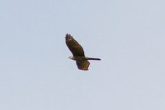 Accipiter nisus