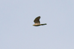 Accipiter nisus