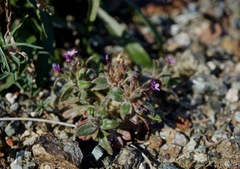 Collomia diversifolia