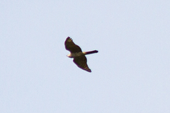 Accipiter nisus
