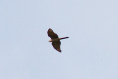 Accipiter nisus